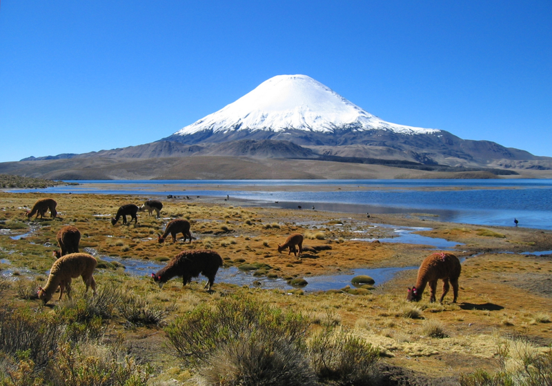 Parinacota. Wikimedia Commons